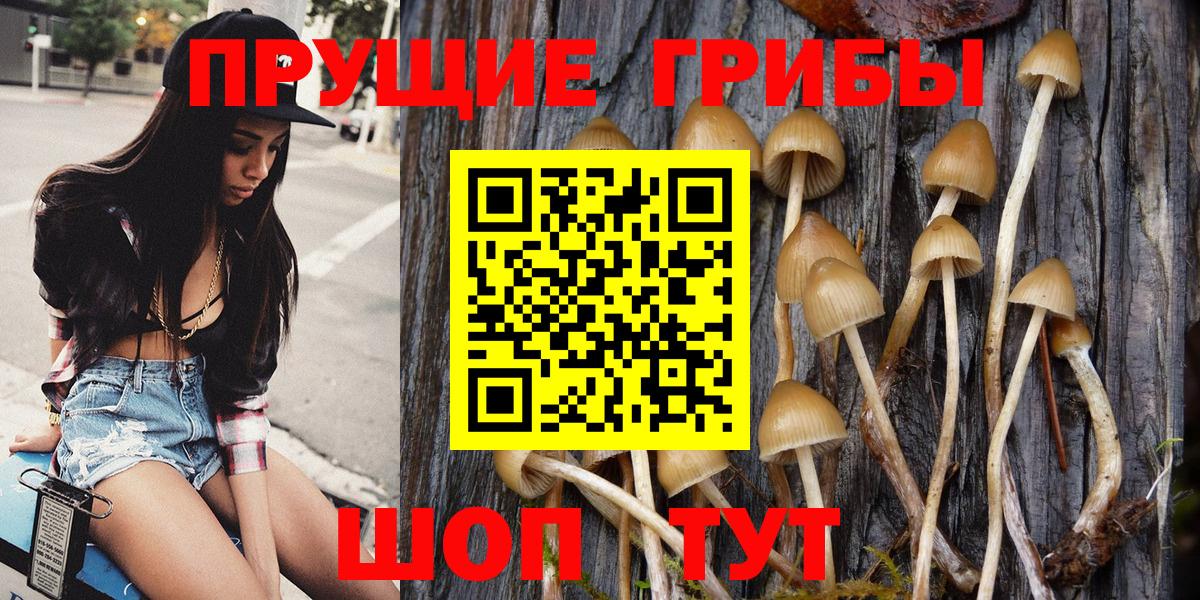 Нижнекамск  Псилоцибиновые грибы Psilocybe  Вход с VPN 